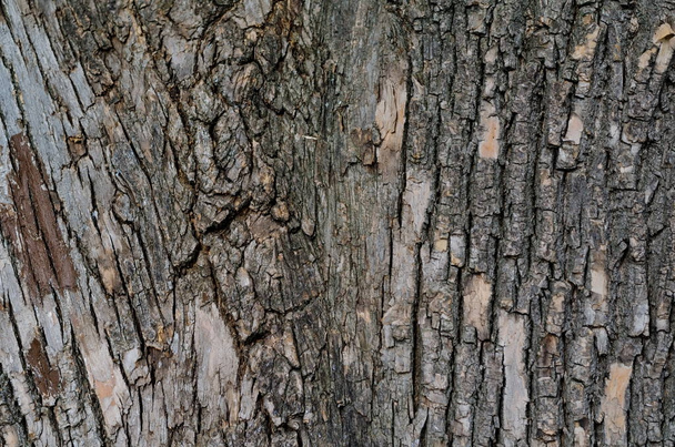 Rinde auf einem Stamm einer alten Baumstruktur  - Foto, Bild