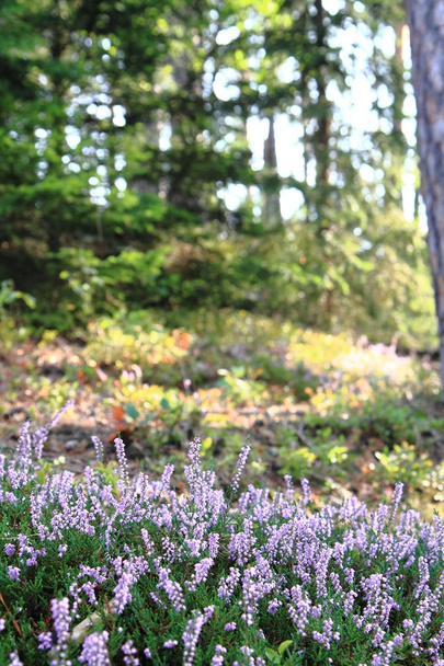 heather plant with violet flowers - Фото, зображення