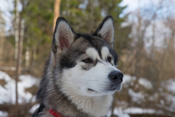 Dog breed alaskan malamute in a snowy forest - Zdjęcie, obraz