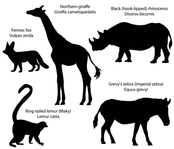 Collectie van silhouetten van dieren op het grondgebied van Afrika: noordelijke giraffe, zwarte neushoorn, de Grévyzebra zebra, ringstaartmaki, Fennek - Vector, afbeelding