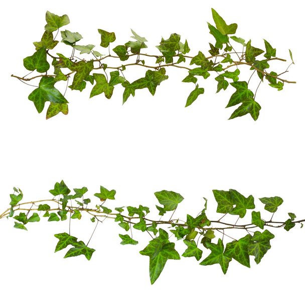 ramita de hiedra con hojas verdes aisladas sobre un fondo blanco - Foto, imagen