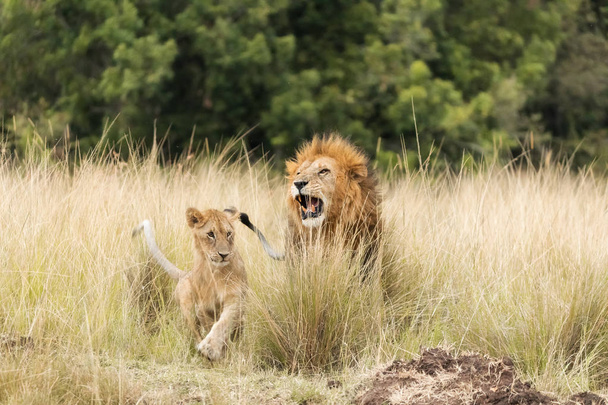 Львы в Масаи Мара. Отец и детёныш появляются из длинной травы
.  - Фото, изображение