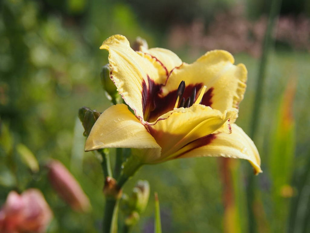 Gelbe Seelilie, blühend, im Garten, eine schöne weibliche Blume. - Foto, Bild