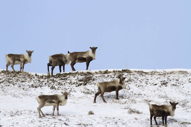 A small herd of reindeers standing on top of a hill in the tundr - Photo, Image