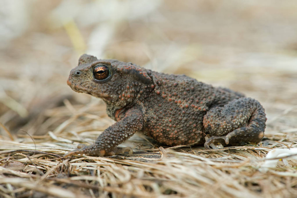 Common Toad (Bufo bufo)/Juvenile Toad in long dry yellow grass stalks - Photo, Image