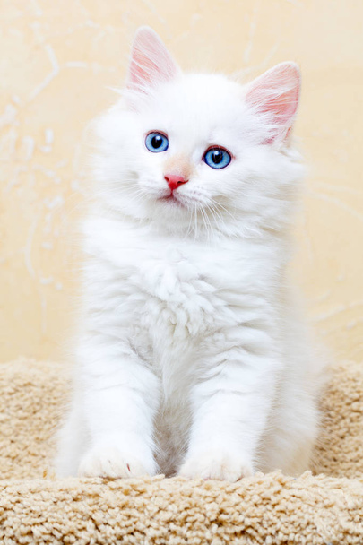 Сибірський кошеня в домашніх умовах - Фото, зображення