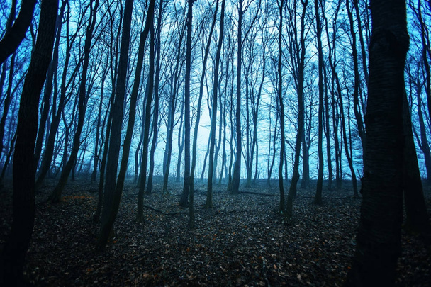темний ліс вночі восени. таємничий містичний ліс - Фото, зображення