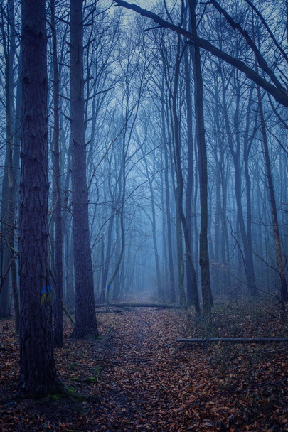 prachtig boslandschap met bomen en mist - Foto, afbeelding