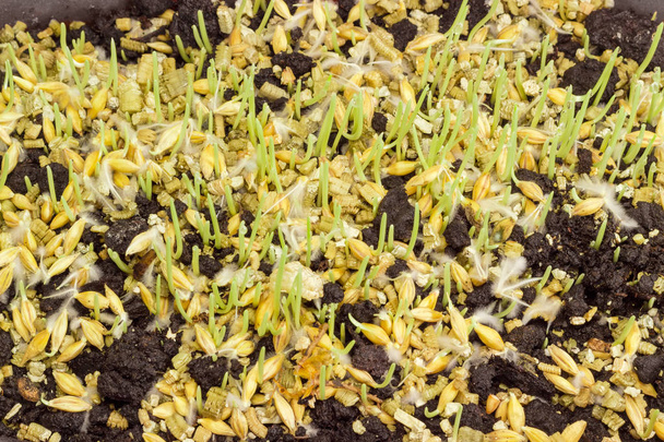 Brotes jóvenes de cebada durante la germinación de semillas
 - Foto, imagen