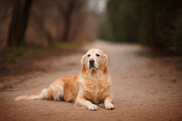 dog breed Golden Retriever lays on a walk portrait - Foto, afbeelding