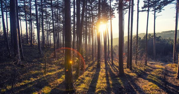 όμορφο φθινόπωρο δάσος το πρωί - Φωτογραφία, εικόνα