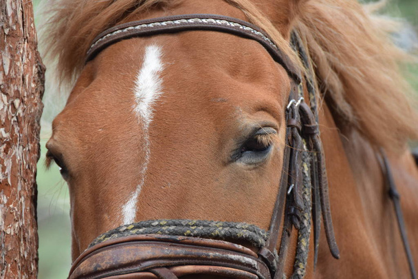 ritratto di un bel cavallo in natura
 - Foto, immagini