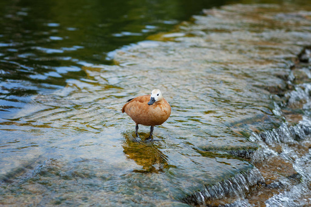 Brown duck in the water. - Фото, изображение