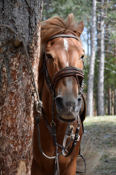 portréja egy gyönyörű ló természet - Fotó, kép