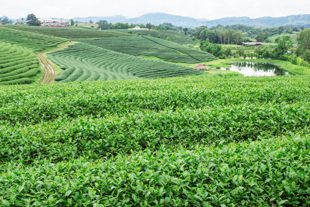 Tea ültetvény és a hegyen a zöld természet-tó. - Fotó, kép