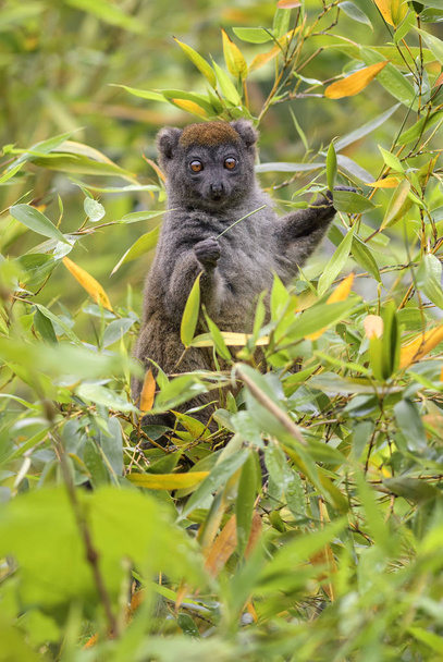 У меншій бамбук Лемур - Hapalemur griseus, тропічному лісі Мадагаскару. Мадагаскар endemite. Милий приматів. Бамбукові. - Фото, зображення