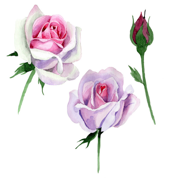 Wildflower tender pink rose flower in a watercolor style isolated. - Photo, Image