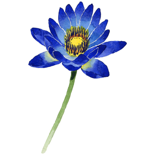 Wildflower lotus flower in a watercolor style isolated. - Photo, Image
