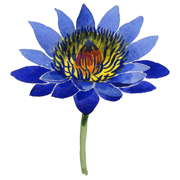 Flor silvestre flor de loto en un estilo de acuarela aislado
. - Foto, imagen