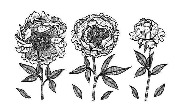 Hand-drawing peonies. Vector graphic flowers. Design elements for invitations, wedding greeting cards, wrapping paper, cosmetic or food products - Διάνυσμα, εικόνα