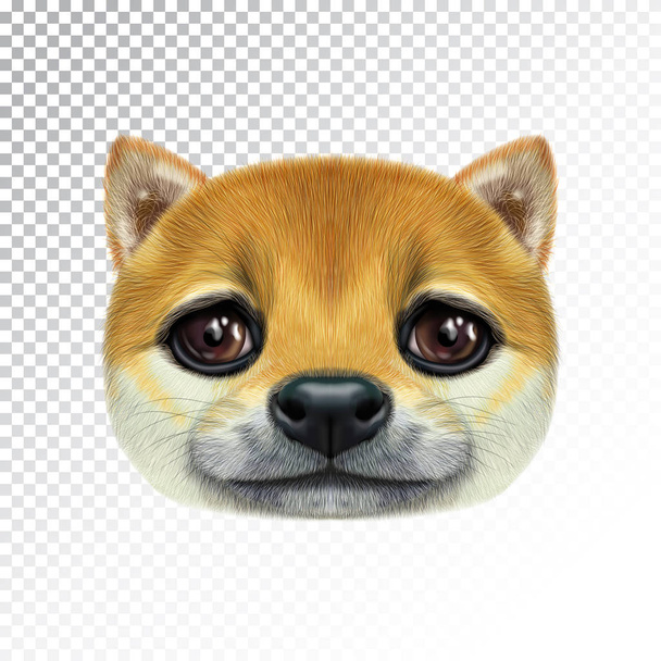 Vector Illustrated Portrait of Shiba Inu Dog
. - Вектор,изображение