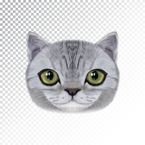 Vector illustration portrait of domestic cat. - Vector, Image