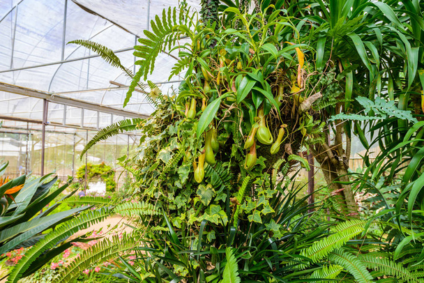 ウツボカズラ工場モンキー カップ熱帯植物、温室における昆虫の危険な植物 - 写真・画像