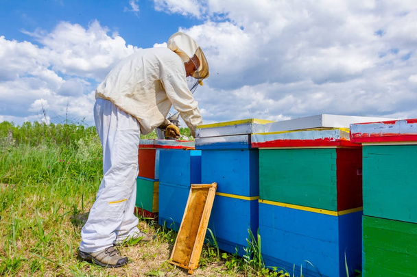 Apiarista, apicultor trabajando en colmenar
 - Foto, Imagen