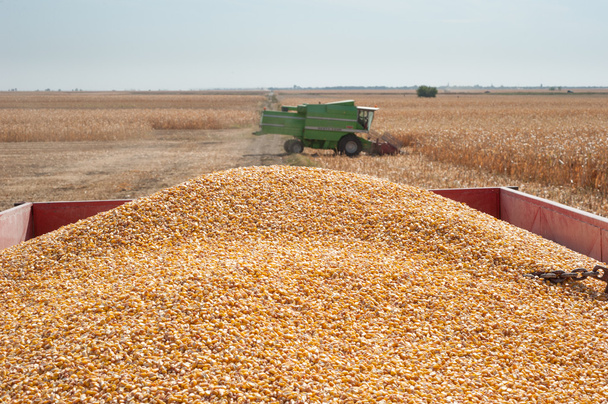 Pile corn - Foto, afbeelding