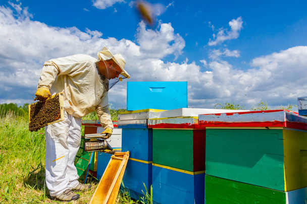 Apiarist, beekeeper is checking bees on honeycomb wooden frame - Фото, изображение