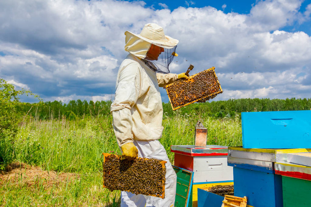 Apiarista, apicultor está comprobando abejas en marco de madera panal
 - Foto, imagen