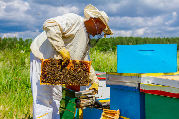 Apiarista, apicultor está verificando abelhas no quadro de madeira favo de mel
 - Foto, Imagem