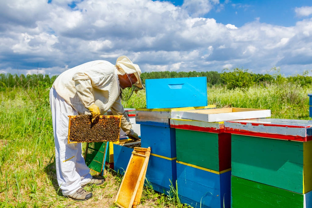 Apiarist, beekeeper is checking bees on honeycomb wooden frame - Fotó, kép