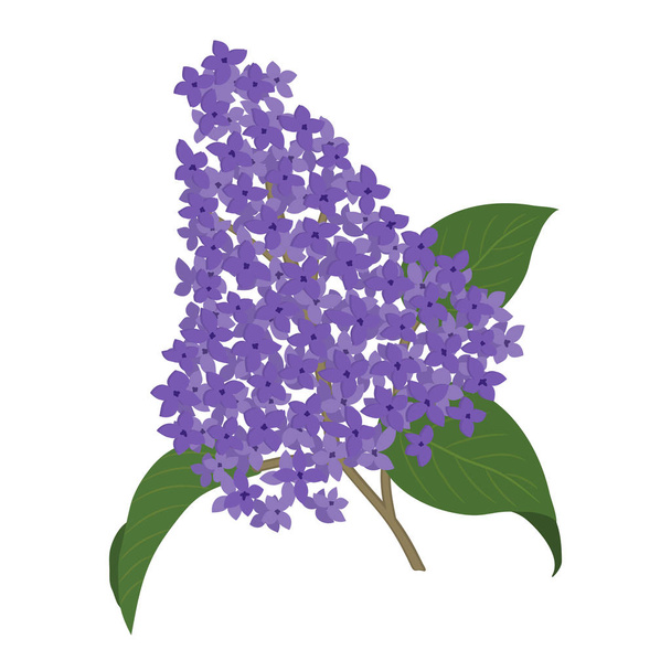 A lilac branch on a white background. Spring flowers. It can be used as an design element in projects and compositions. Vector illustration. - Διάνυσμα, εικόνα