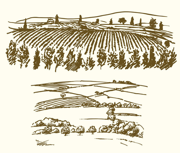Виноградник, сельскохозяйственный ландшафт
. - Вектор,изображение
