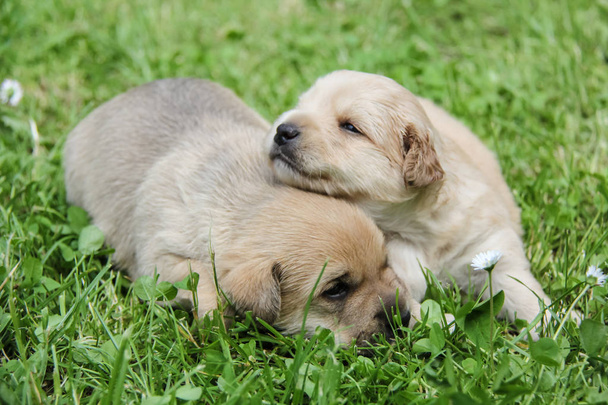 Gouden puppy, voorjaar natuur, nog geboren - Foto, afbeelding