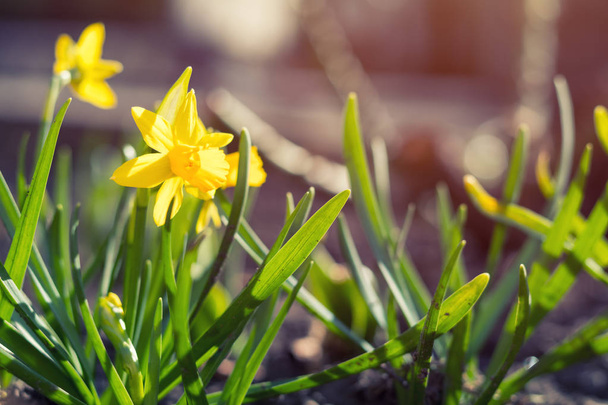 Sarı çiçek açan nergis. Güneşli bir gün. Güneşli bir günde yağar. Düşük  - Fotoğraf, Görsel