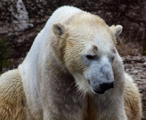 ijsbeer portret shot gedetailleerde  - Foto, afbeelding