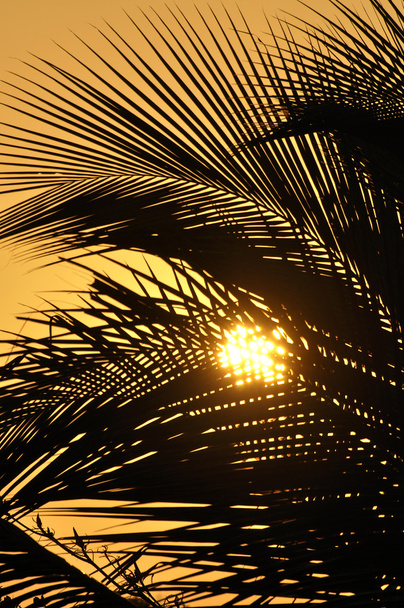 Puesta de sol naranja a través de las palmas
 - Foto, imagen