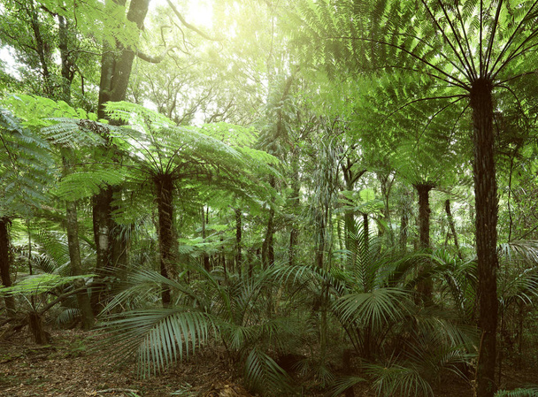 Fern bomen in de jungle - Foto, afbeelding