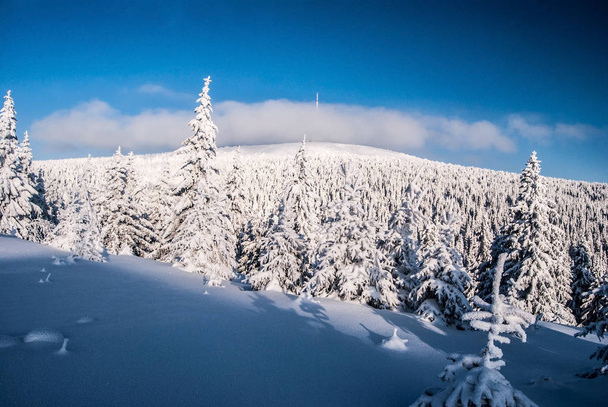 Praded hill w Jesionikach Zima w Czechach - Zdjęcie, obraz