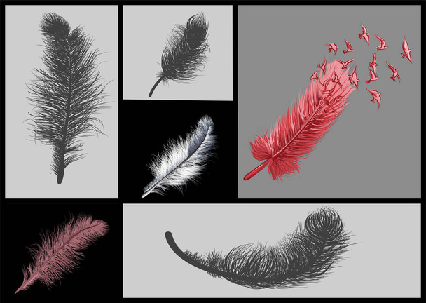 conjunto de plumas abstractas
 - Vector, Imagen