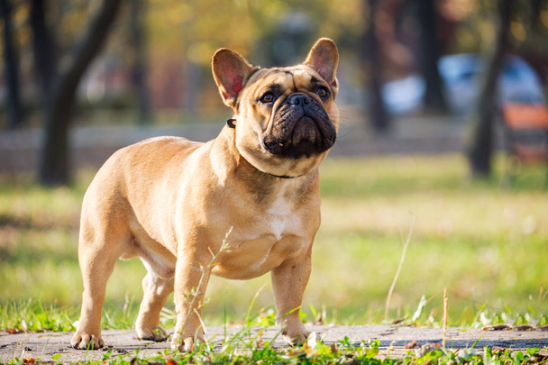 O Bulldog francês bonito
 - Foto, Imagem