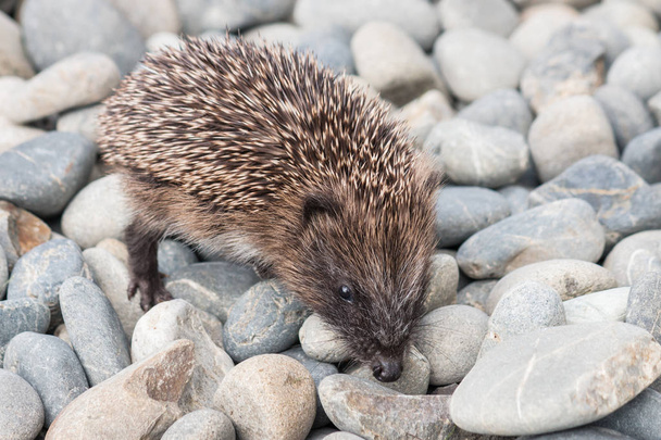 closeup of baby hedgehog searching for food on pebbles - Photo, Image