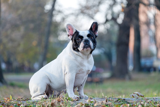 O Bulldog francês bonito
 - Foto, Imagem