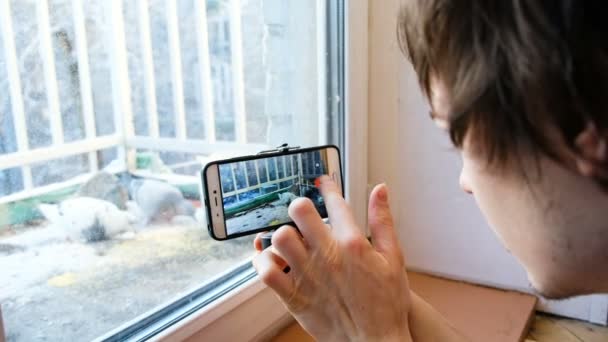Ένας νεαρός παίρνει φωτογραφίες πουλιών από το τηλέφωνο, ράμφισμα καλαμπόκι στο μπαλκόνι, 4k - Πλάνα, βίντεο