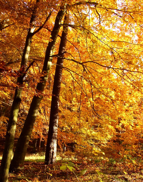 Golden autumn - Foto, Imagen