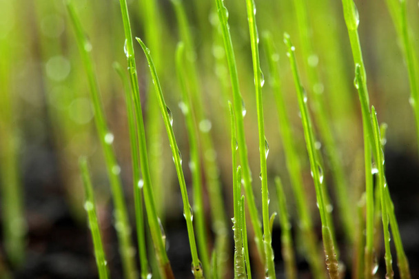 Macro of young grass with dew water drops on on farm land.Concept of spring. New life.Freshness background - Photo, Image