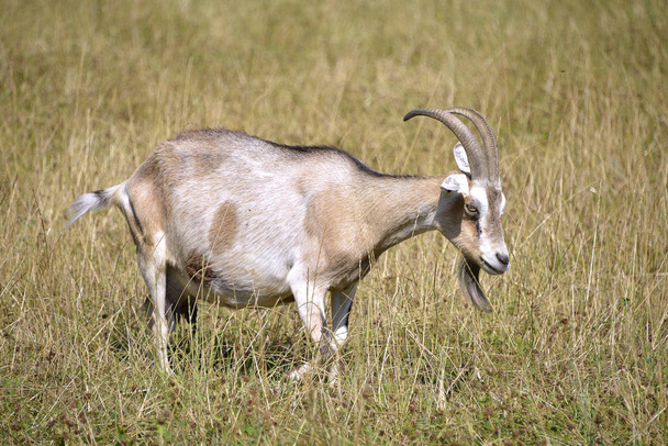 Brown and white goat (Capra aegagrus) in grass - Photo, Image
