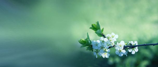 λουλούδια στα κλαδιά από ένα δέντρο κερασιών την άνοιξη. άνθηση πίτουρο - Φωτογραφία, εικόνα
